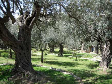 GardenofGethsemane